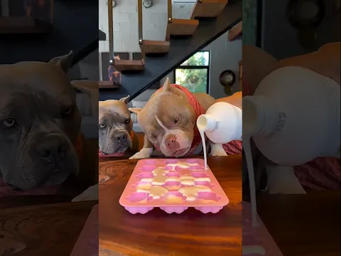 Apne pets ke liye banayi sabse tasty treat! 🐶❤️ #cutebaby