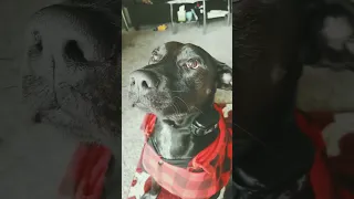 Loyal Companion My Daily Partner Dogs Labpit 