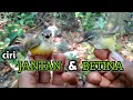 Download Lagu CIRI CIRI CIBLEK TEBU/CIBLEK MEONG JANTAN DAN BETINA