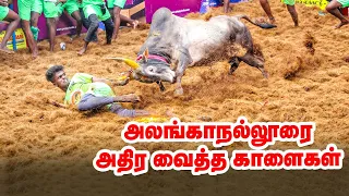  alanganallur jallikattu vikatan