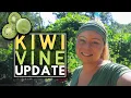 HARDY KIWI VINE UPDATE 2021 Connecticut