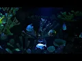 Deep Blue Aquarium Ambience 4K | Calming Underwater Sounds ASMR | 10 Hour Natural White Noise