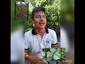 Pasto Palo de pito by Antonny Quej Juc