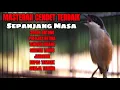 MASTERAN BURUNG CENDET MATERI TERBAIK SEPANJANG MASA