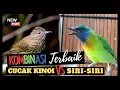 Download Lagu DUET KOMBINASI TERBAIK CUCAK KINOY VS SIRI-SIRI , MASTERAN MURAI BATU BESETAN TAJAM