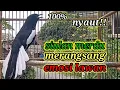 Lagu suara burung kacer ngeplong merdu sangat ampuh buat pancingan kacer bahan bikin cepat gacor