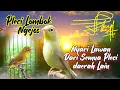 Download Lagu Burung Pleci Lombok Gacor Ngejos Full Isian