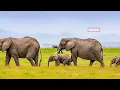 The Book of Genesis Full Movie | Adam and Eve | Noah | Abraham | Isaac | Jacob | Joseph | Visualized