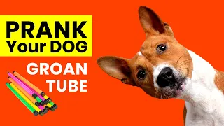 Prank Your Dog - Groan Tube sounds