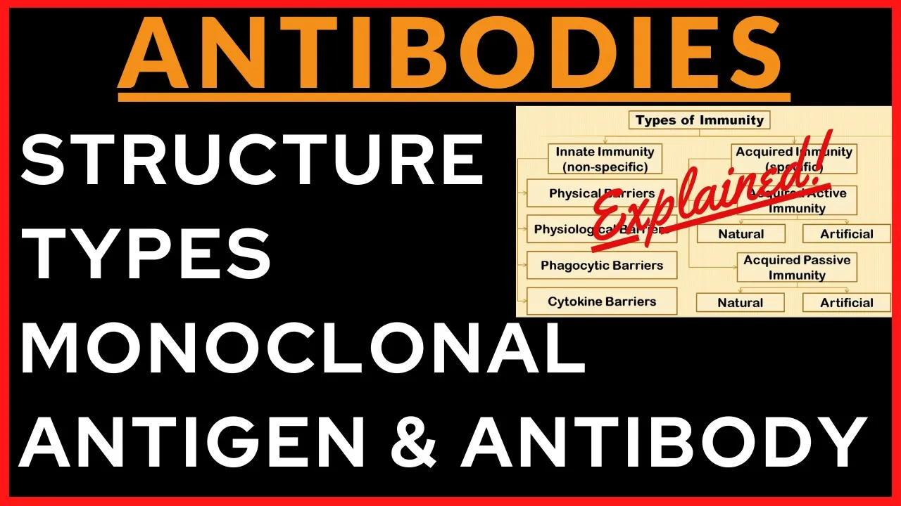 Immunoglobulin | Antigen Antibody Structure Function Monoclonal | Immunity Human Health and Disease