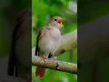 Sikatan londo di alam liar