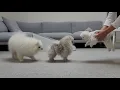 Download Lagu De baby-puppy is hier!
