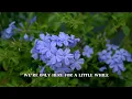 Bluebonnets | Aaron Watson (lyric and scenery)