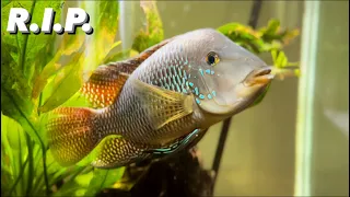 Download My Geophagus Passed Away - Geophagus Brasiliensis - South American Cichlids MP3