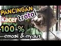 PASTI NYAUT !!! PANCINGAN KACER TROTOL DI JAMIN LANGSUNG EMOSI DAN NGEPLONG || EKO DJAMBOEL