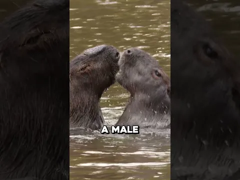 Why Capybaras Have A Pimple On Their Nose 🤯