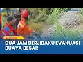 Lagu Buaya Besar Masuk Sawah Warga, Damkar Berjibaku 2 Jam Evakuasi Predator