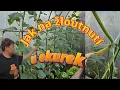 Download Lagu Okurky žloutnou a zasychají, co s tím,, krok za krokem , plus napadení mšicemi na okurkách