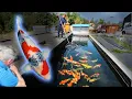 Download Lagu Dainichi's GOLD collection - The BEST Koi Fish selection