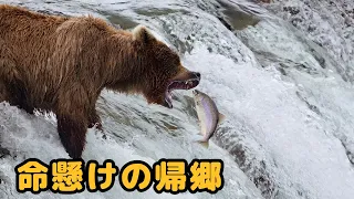 体が腐っても、5億匹のサケは死ぬために故郷の川を遡る 🐟