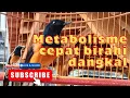 Download Lagu CARA MEMVONIS RAWATAN DARI CARA MAKAN EF NYA ‼️ #muraibatu #kicaumania #rawatanmuraibatu 
