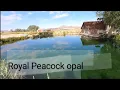 Royal Peacock Opal Mine Virgin Valley Nevada