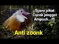 Download Lagu SUARA PIKAT CUCAK JENGGOT PALING AMPUH, CUCAK JENGGOT ASLI HUTAN