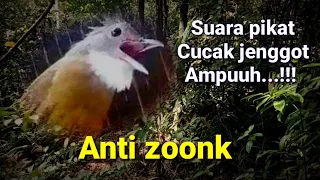 suara pikat cucak jenggot paling ampuh cucak jenggot asli hutan