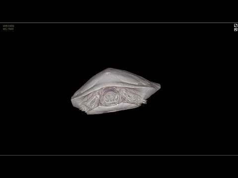 動物CT 3D渲染-烏龜