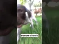 Download Lagu Run #germanshorthairedpointer #run #cute #puppy