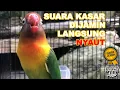 Download Lagu Pancingan Disertai Terapi Lovebird Ngetik Ngekek Paling Aktif Ampuh Langsung Nyaut Auto Bunyi