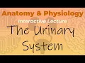 Anatomy Physiology - The Urinary System