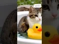 Lagu Meowl with rubber duck🐤