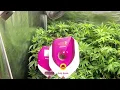 OG Kush Flowering Phase - Week 3 to Harvest Indoor Growlog Feeding Trichome Check