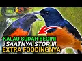 Download Lagu JIKA SEPERTI INI STOP PEMBERIAN EFNYA AGAR MURAI BATU GACOR FIGHTER BONGKAR MATERI