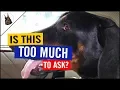Is This Too Much to Ask Doberman Adoption