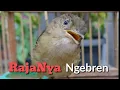 Download Lagu RajaNya Ngebren !! Burung Flamboyan Gacor Ngebren Rapat Nyerecet, Cocok buat Pancingan