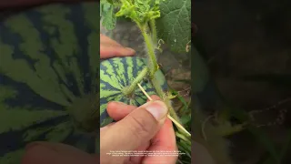 A Toothpick Contains 30 Years Of Planting Wisdom Of Melon Farmers 