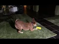 Rosie the French Bulldog Beagle mix tests her new dog toy