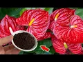 Download Lagu Just Coffee! Zwakke Anthurium Krijgt Direct 1001 Wortels En Bloeitakken!