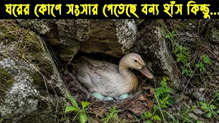 বন্য পাতিহাঁসের জীবন কাহিনী | Bird Story-251 | The life story of Wild Duck |  E02
