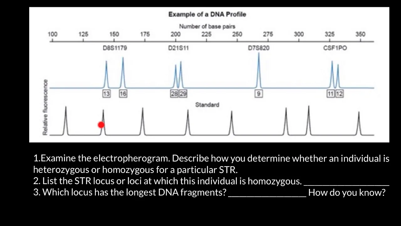 How to read STR electropherogram