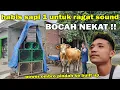 Download Lagu HABIS SAPI 1, upgrade sound system dari power ombro ke power built up