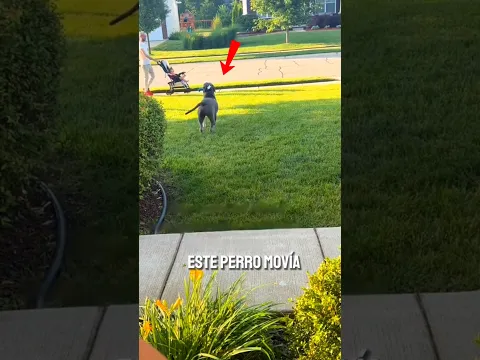 Este perro por fin ha encontrado el amor ❤️#shortvideo
