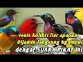 Download Lagu Suara pikat kolibri ribut (konin-wulung-sogok otong-sepah raja)