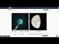 Phases of the Moon Gizmo ExploreLearning