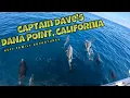 Captain Dave s Signature Dolphin Safari at Dana Point