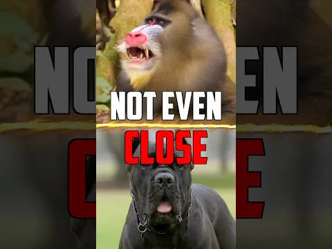 Mandrill VS Cane Corso - Who Wins? #monkey #dog #animals #dogs #mandrill #animal