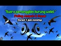 Download Lagu 🔴Suara Cek lokasi  pemikat burung walet tergacor 1 jam nonstop terbaru 2022
