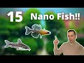 Download Lagu MY 15 FAVORITE NANO FISH FOR A SMALL AQUARIUM